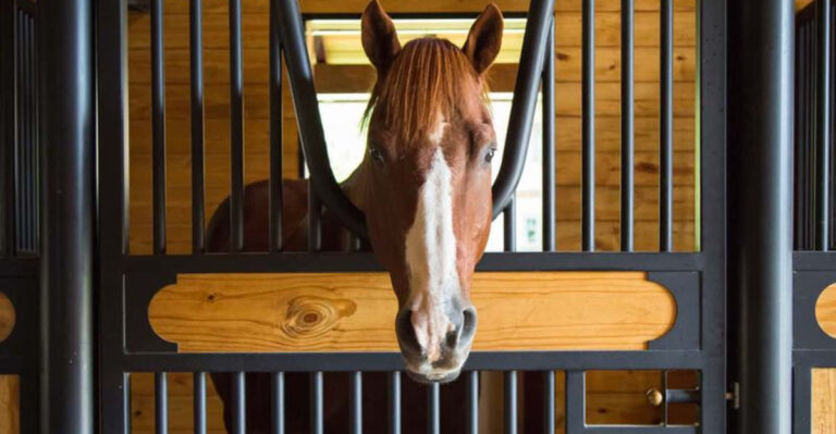 7 Tips To Make The Stable More Comfortable For Your Horses