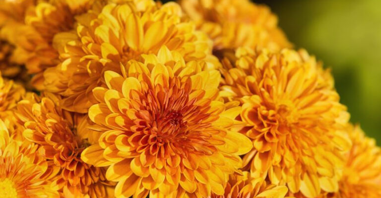 8 Cockroach-Repelling Plants You'll Regret Not Having In Your Garden