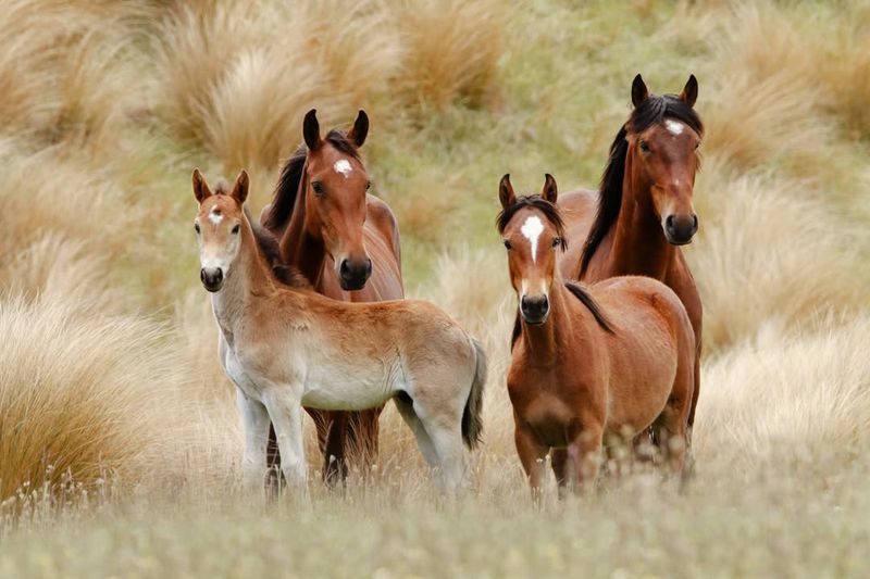 Kaimanawa Horses of New Zealand