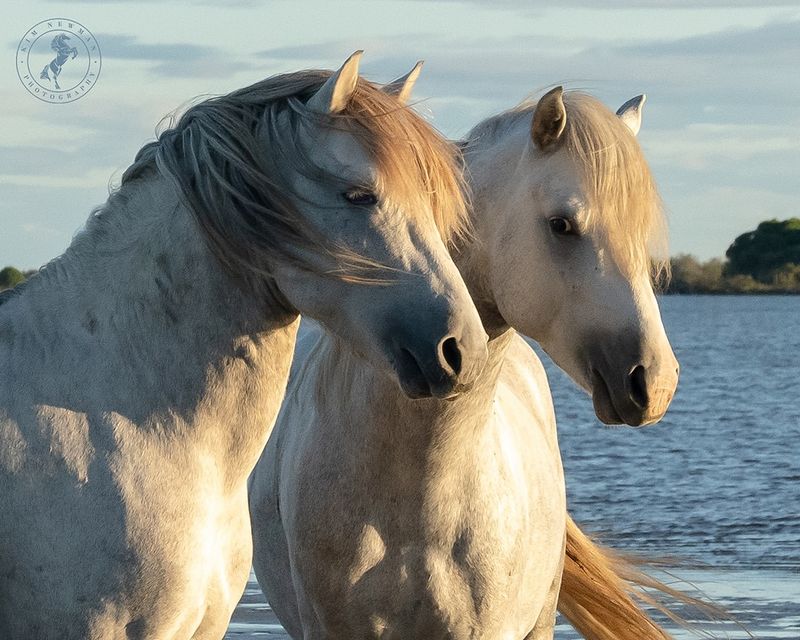 Camargue