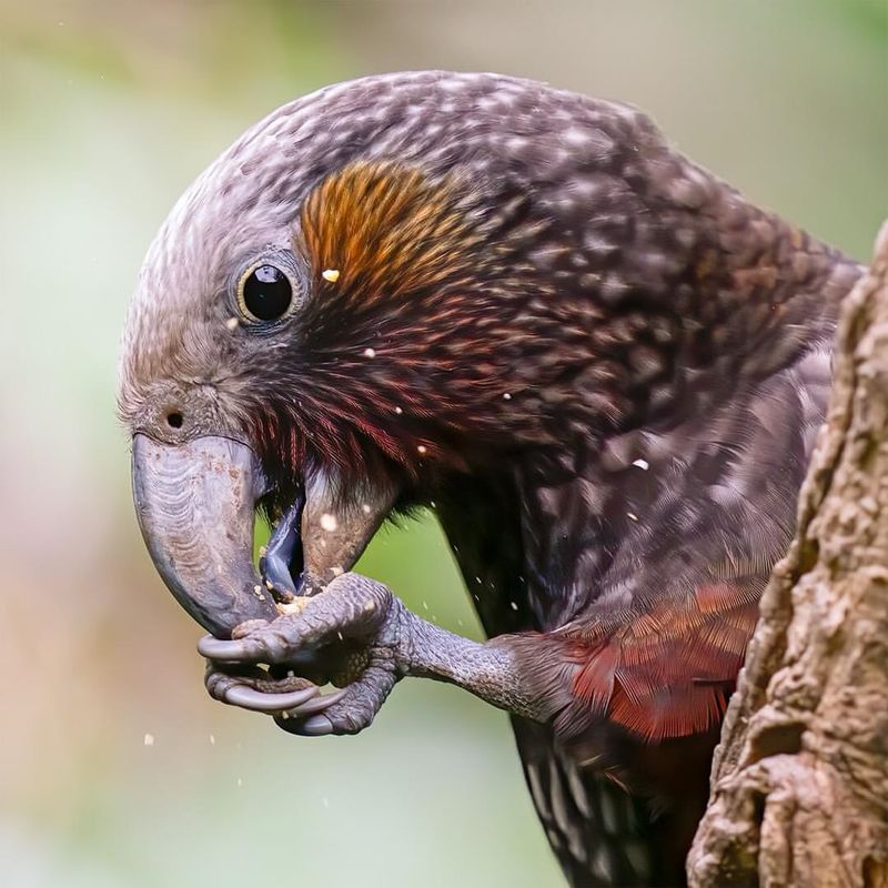 Kakapo