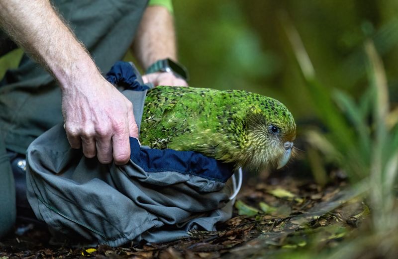 Kakapo Recovery and Longevity