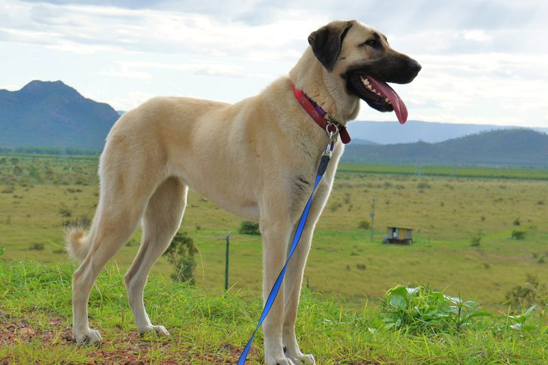 Kangal