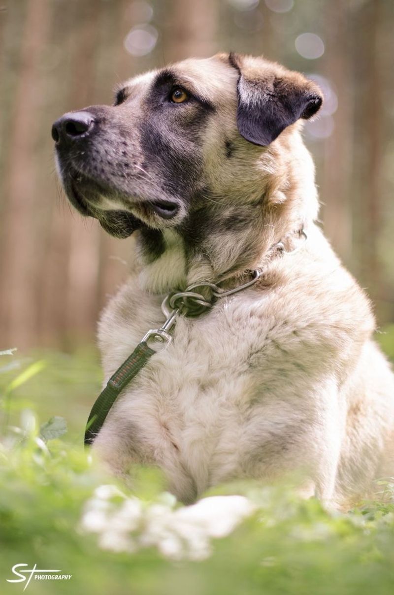 Kangal Shepherd