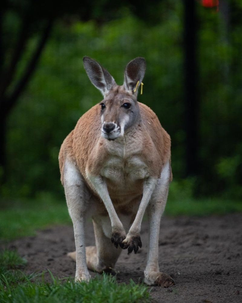 Kangaroo