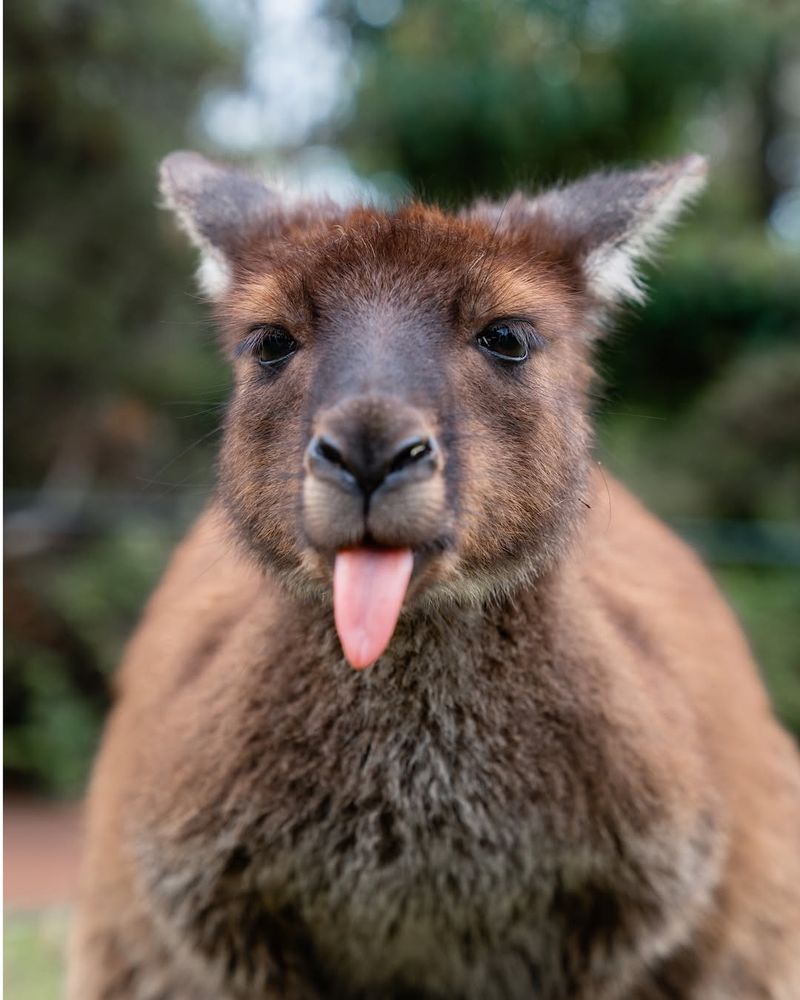 Kangaroo