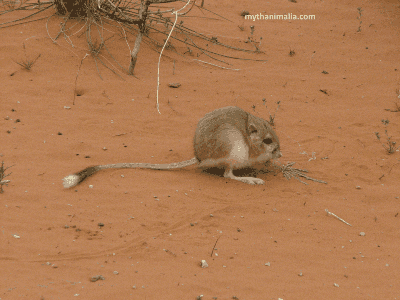 Kangaroo Rat - The Desert Survivor