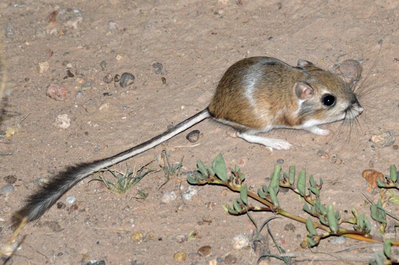 Kangaroo Rat