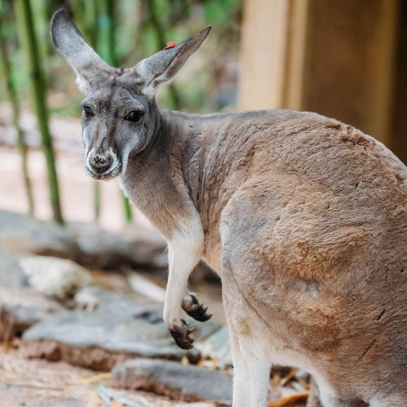 Kangaroo