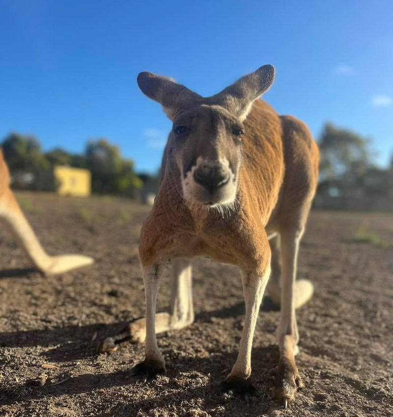 Kangaroos