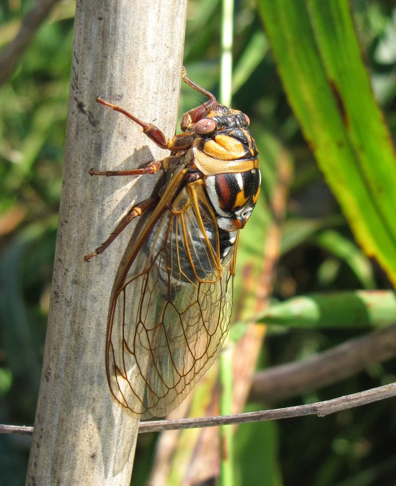 Kansas' Giant Prairie Cicada