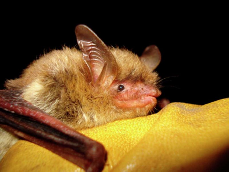 Kansas's Prairie Bats