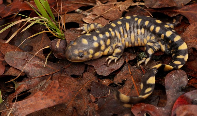 Kansas's Burrowing Beauty: Western Tiger Salamander