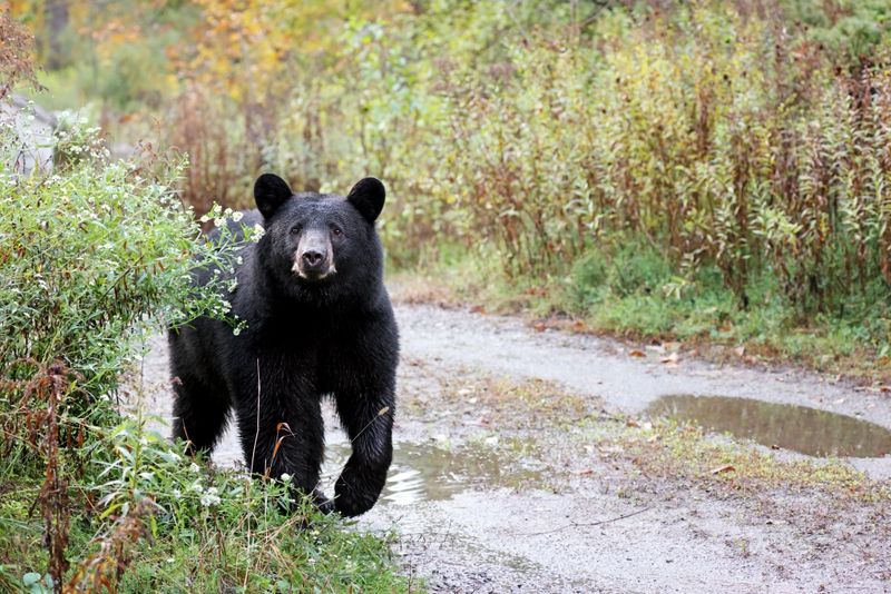 Kansas Bear