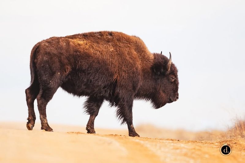 Kansas Bison