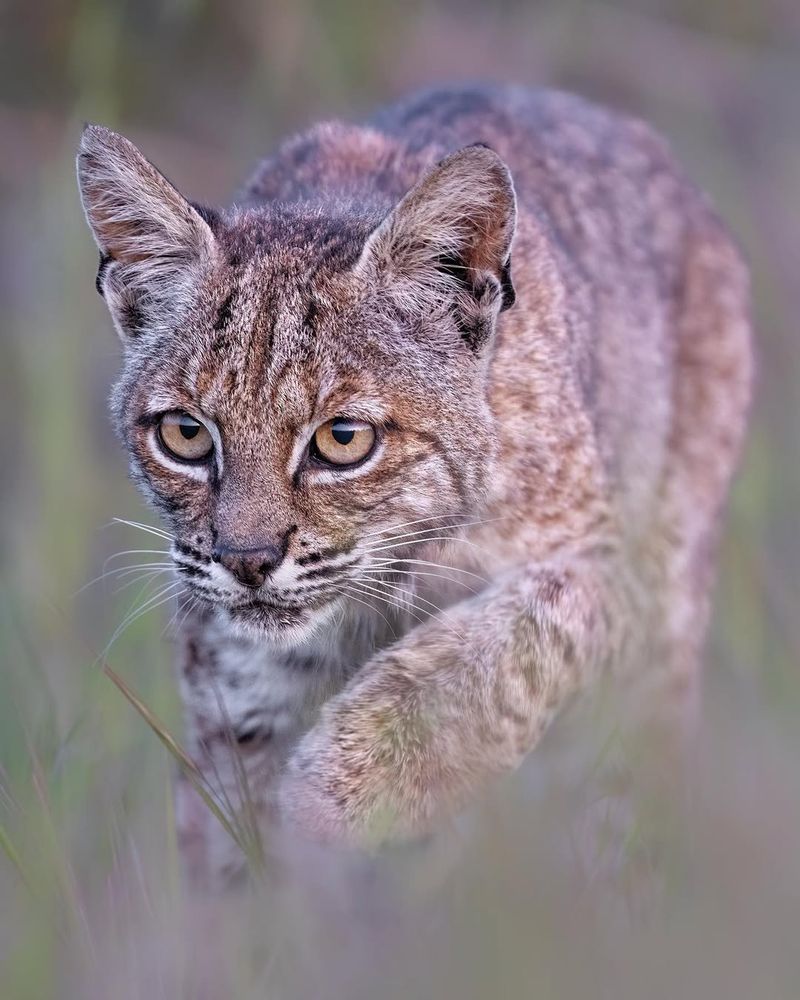 Kansas - Bobcat