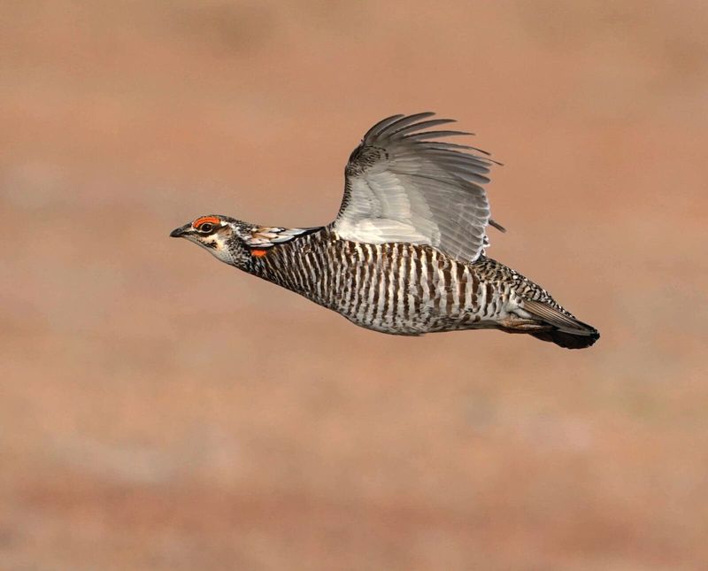 Kansas - Greater Prairie Chicken