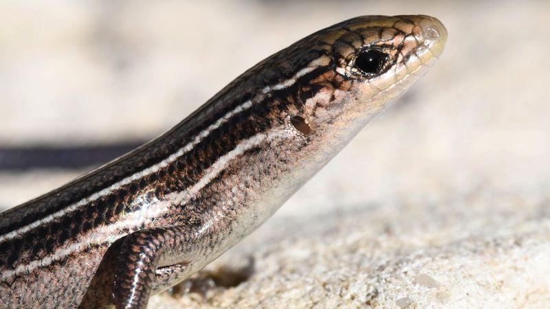 Kansas Prairie Lizard