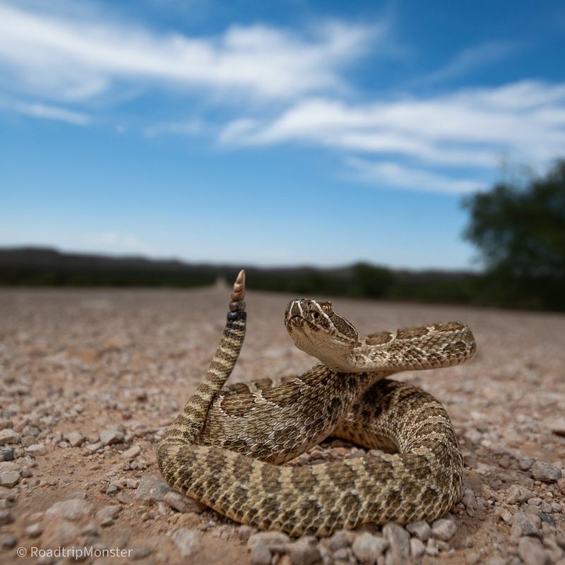 Kansas - Prairie Rattlesnake