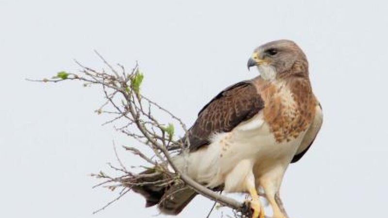 Kansas - Swainson's Hawk