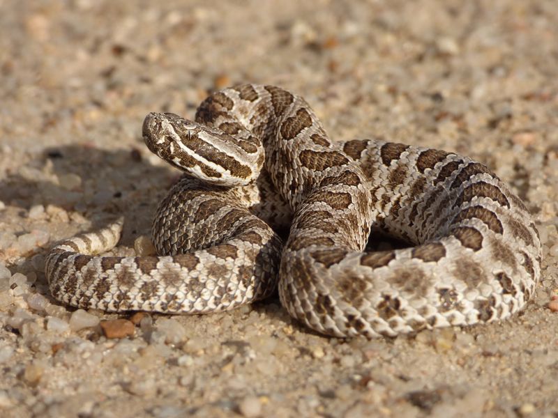 Kansas - Western Massasauga Rattlesnake