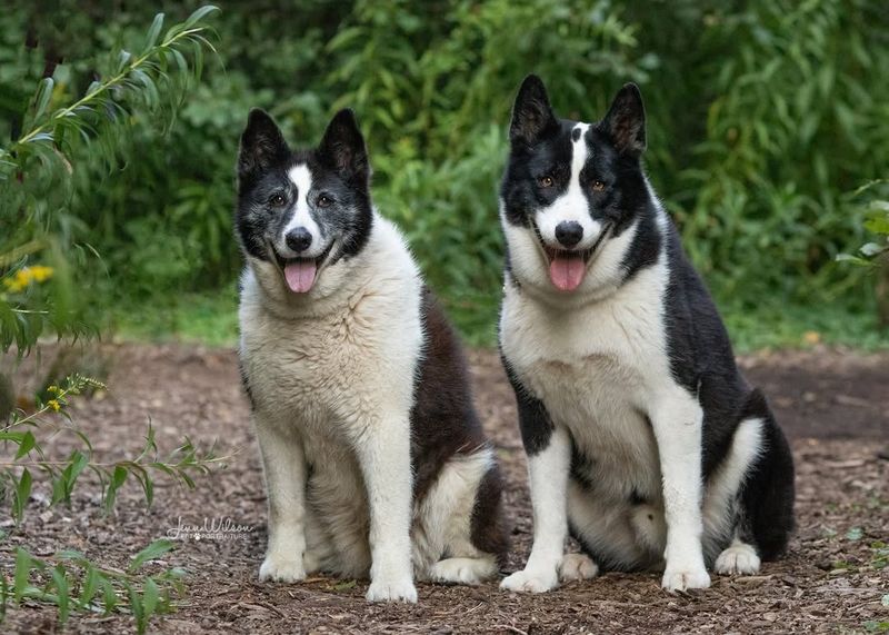 Karelian Bear Dog