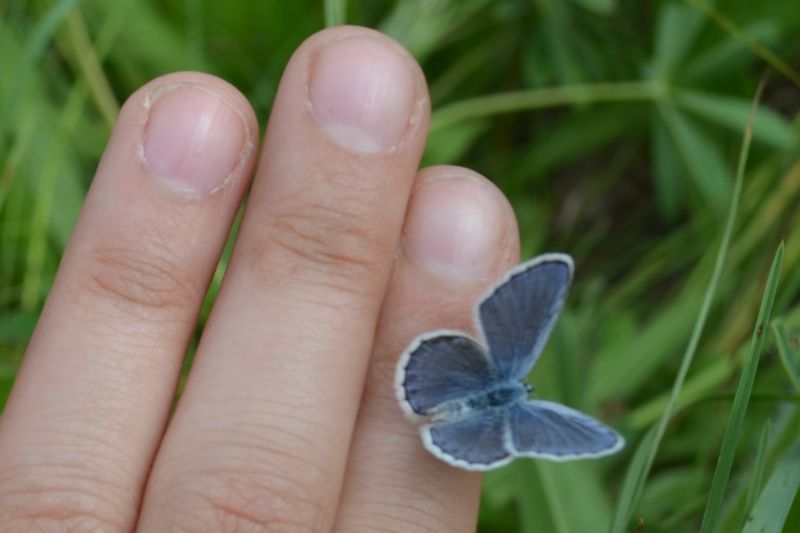 Karner Blue - Indiana