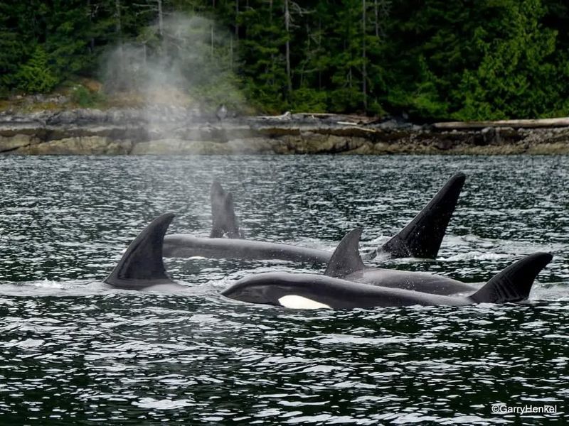 Kayaking With Orcas In British Columbia, Canada