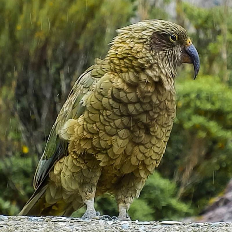 Kea