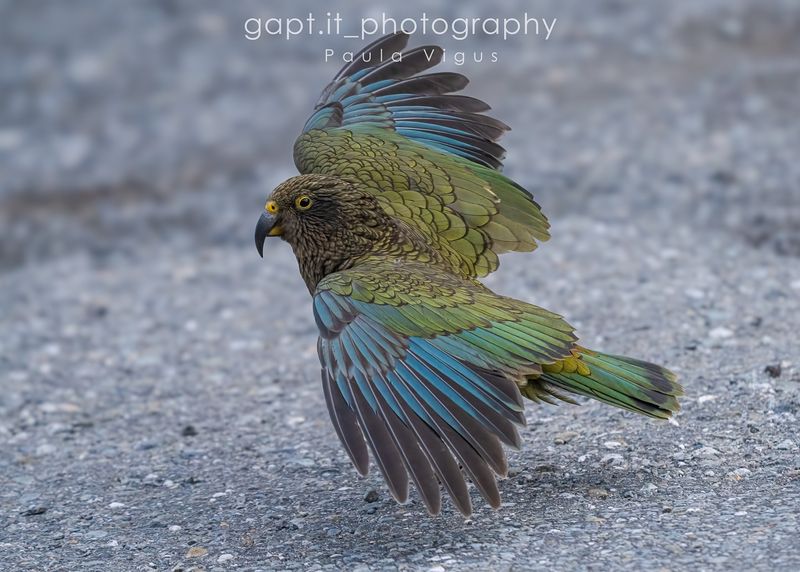 Kea