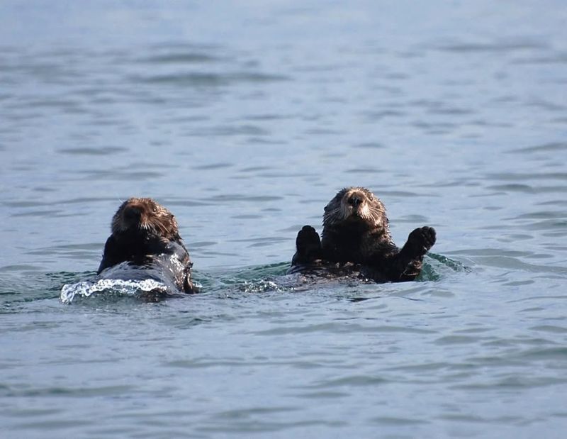 Kelp Forest Protectors