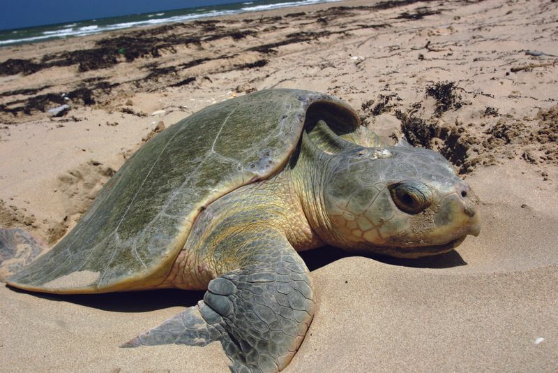 Kemp's Ridley Sea Turtle