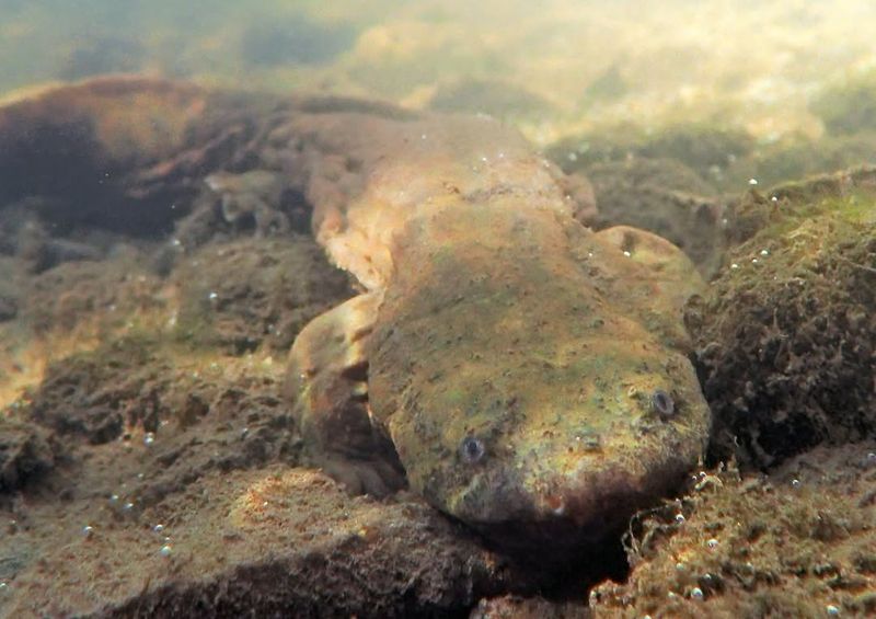 Kentucky's Aquatic Giant: Eastern Hellbender