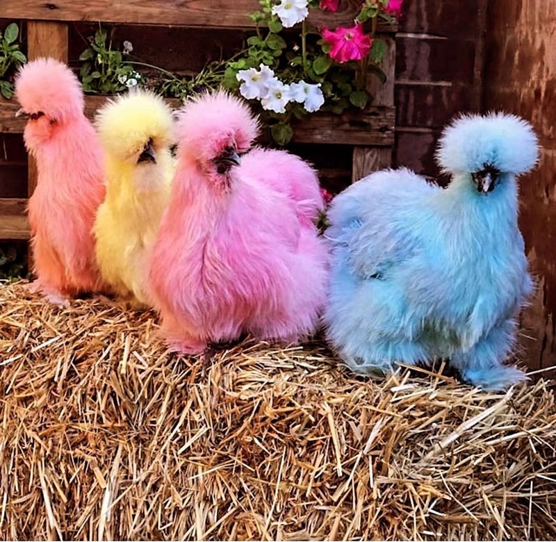 Kentucky's Dyeing Chickens