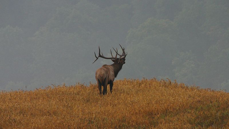 Kentucky's Elk