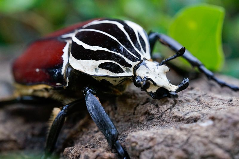 Kentucky's Giant Goliath Beetle