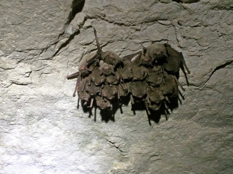 Kentucky's Mammoth Cave Bats