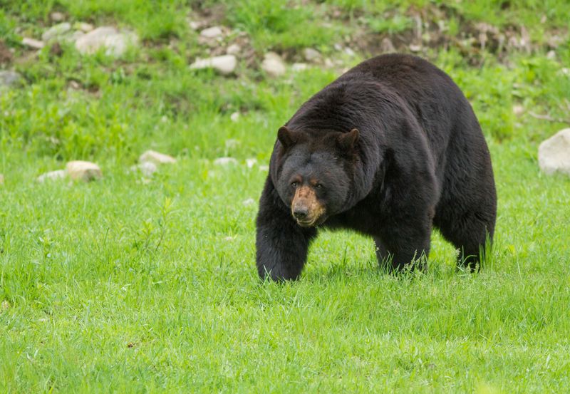 Kentucky Bear