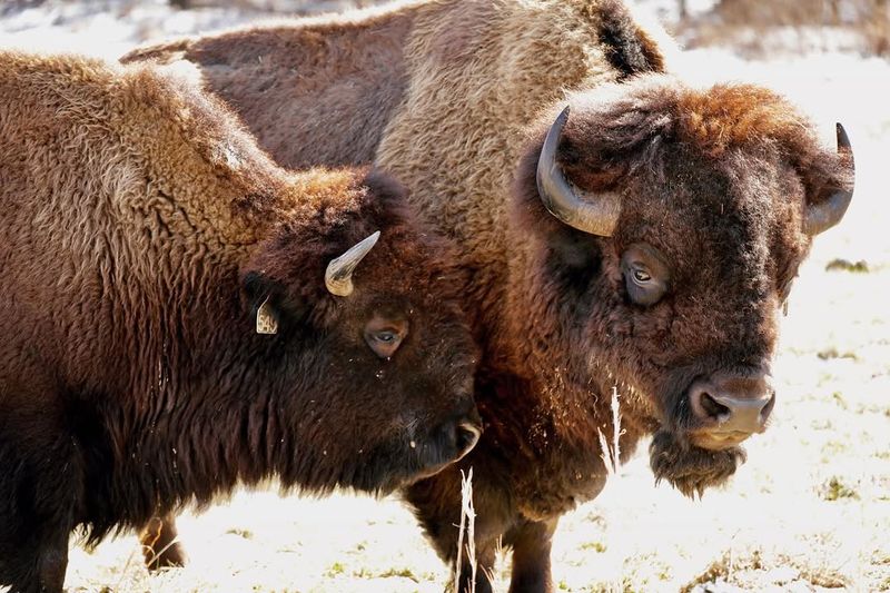 Kentucky Bison