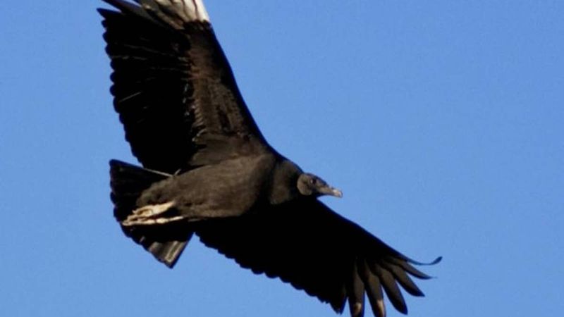 Kentucky - Black Vulture