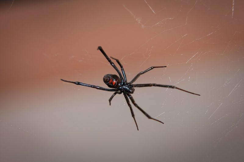 Kentucky - Black Widow Spider