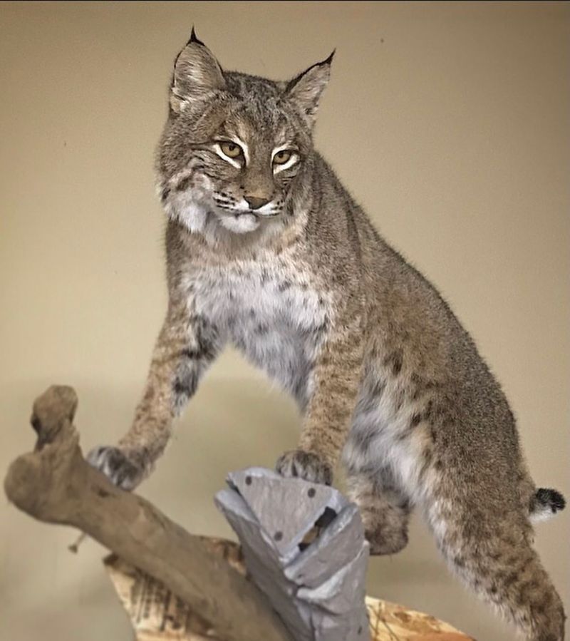 Kentucky - Bobcat