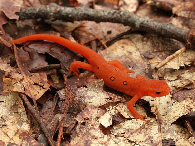 Kentucky Eastern Newt