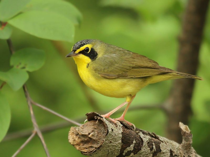 Kentucky: Kentucky Warbler