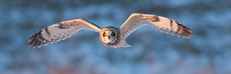 Kentucky - Short-eared Owl