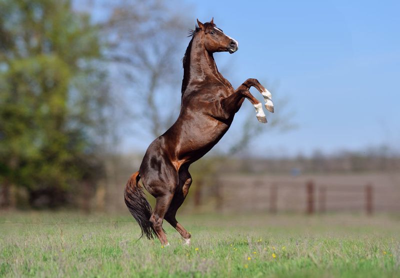 Kentucky - Thoroughbred Horse