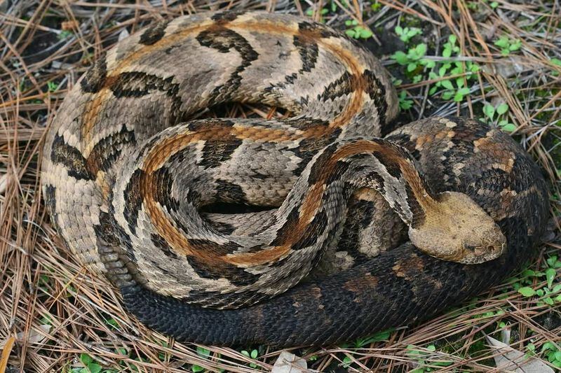 Kentucky - Timber Rattlesnake