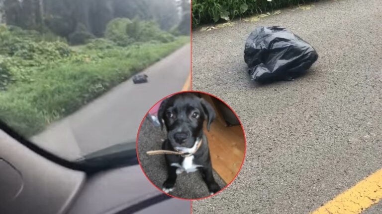 dog in garbage