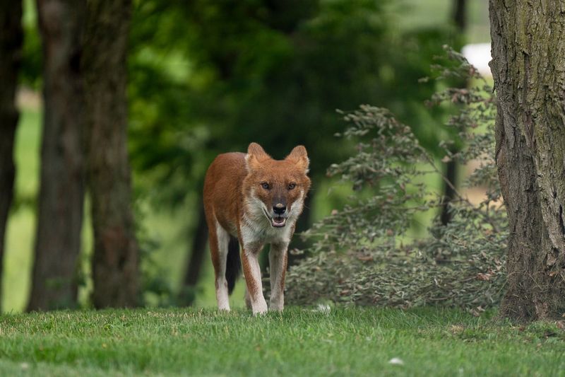 Kentucky's Whistling Fox