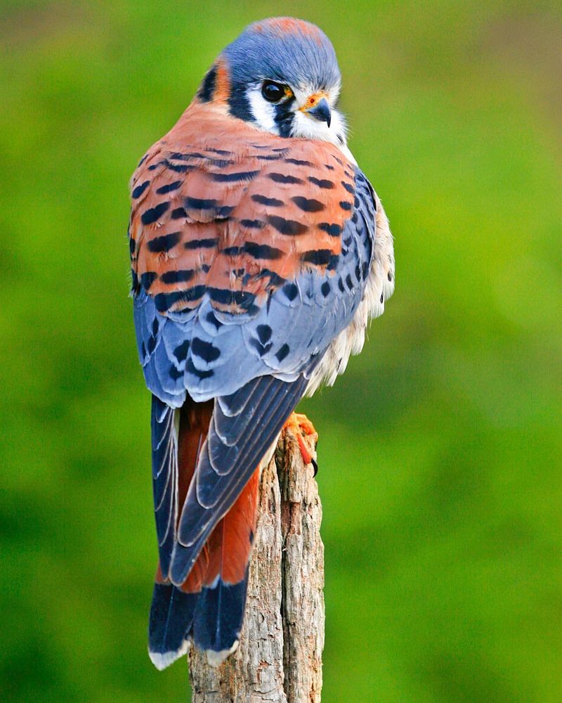 Kestrel